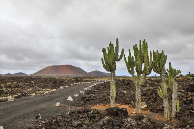 Vulkan Colorado mit Kakteen nahe dem Nationalpark Timanfaya, Lanzarote, Kanaren, Spanien, Europa *** Volcano Colorado with Cacti near the National Park Timanfaya, lanzarote, canaries, Spain, Europe Copyright: imageBROKER christianxzappel ibxcza08743184.jpg
