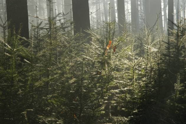 IMAGO Creative, Jahreszeit Frühling, Licht und Sonne Het Baarnse bos: achttiende-eeuws parkbos met allure Wandelen door het Baarnse bos en omgeving is wandelen door een interessant stuk Nederlandse geschiedenis. Met name de 18de en de 19de eeuw zijn zichtbaar aanwezig. Maar ook aan de liefhebbers van natuur en stilte heeft het Baarnse bos veel te bieden. Je kunt er flaneren over brede lanen met aan beide kanten statige beuken, maar je kunt er ook op ontdekking gaan over smalle kronkelige voetpaden die naar stille plekken leiden waar je niets anders hoort dan de wind en de vogels. Bos met veelzijdig karakter Het Baarnse bos is uniek door zijn veelzijdigheid. Men kan er urenlang in ronddwalen, maar men kan ook snel het bos in verschillende richtingen doorkruisen om de historische  EMST20041226-007.JPG