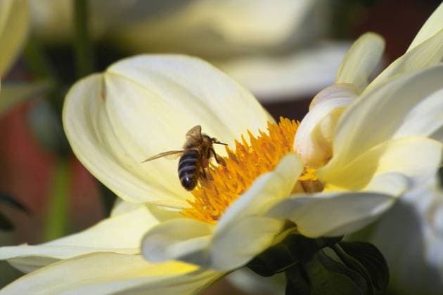 Biene in einer Dahlie Honigbiene auf einer gelben Bluete *** Bee in a dahlia honey bee on a yellow blossom