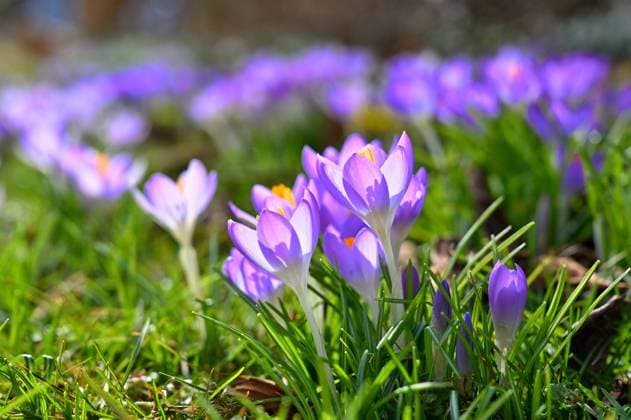 Endlich Frühjahr. Die Blüten des zart-violetten Elfenkrokus geniessen die warme Frühjahrssonne. Eisenärzt Bayern Deutschland *** Spring at last The blossoms of the delicate purple elf crocus enjoy the warm spring sun Eisenärzt Bayern Germany Copyright: xRolfxPossx