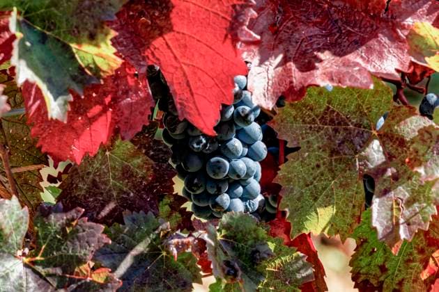 Reife Spätburgunder Trauben mit herbstlichen Weinblättern Reife Spätburgunder Trauben mit herbstlichen Weinblättern Copyright: xZoonar.com DieterxMeyerx 11244023