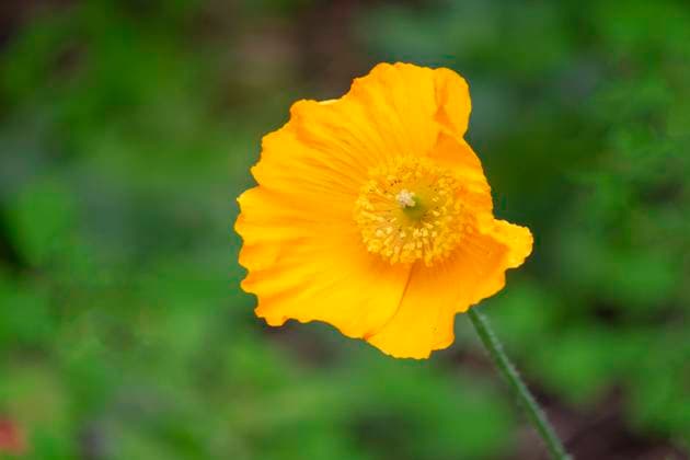 Island-Mohn (Papaver nudicaule) Gelber Mohn, Island-Mohn (Papaver nudicaule), Nordrhein-Westfalen, Deutschland Copyright: xZoonar.com AnnaReinertx 12496685