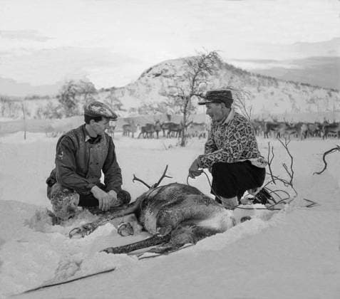 SAPMI 1946 Samer med fangad ren vid renskiljningen Sapmi Sverige x1902x *** SAPMI 1946 Sami with captured reindeer at the reindeer hunt Sapmi Sweden x1902x  Copyright: xTTxHISTORICALx RENSKILJNING