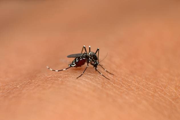 Asian tiger mosquito, Aedes albopictus, Mahabaleshwar, Maharashtra, India Asian tiger mosquito or Aedes albopictus at Mahabaleshwar in Maharashtra, India Copyright: xZoonar.com RealityImagesx 14156703