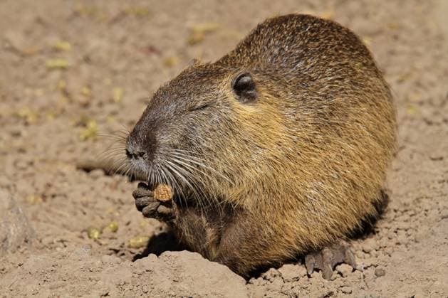 Creative Highlights World Coipo or Nutria (Myocastor coypus) feeding, South America Copyright: xNicoxSmitx xDesignxPicsx , 31928022  Copyright: NicoxSmitx xDesignxPics 31928022