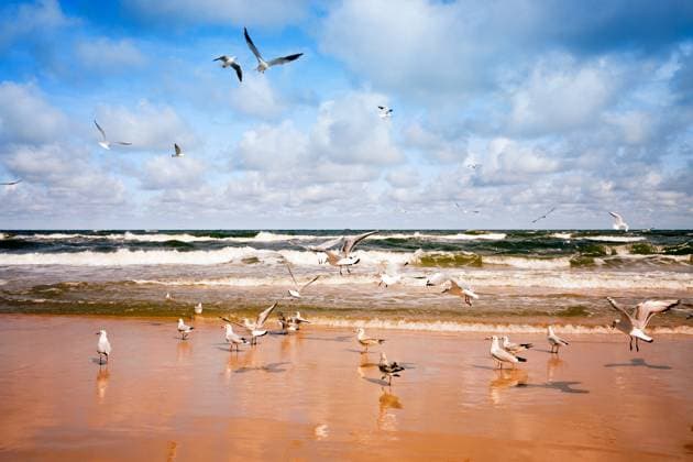 Creative Highlights World Seagulls flying over the sea Copyright: xJanxWachalax xDesignxPicsx , 31928613  Copyright: NicoxSmitx xDesignxPics 31928613