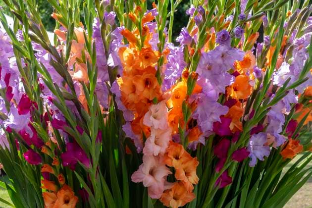 Gladiolen (Gladiolus) Gladiolen (Gladiolus) Copyright: xZoonar.com AnnaxReinertx 14401457