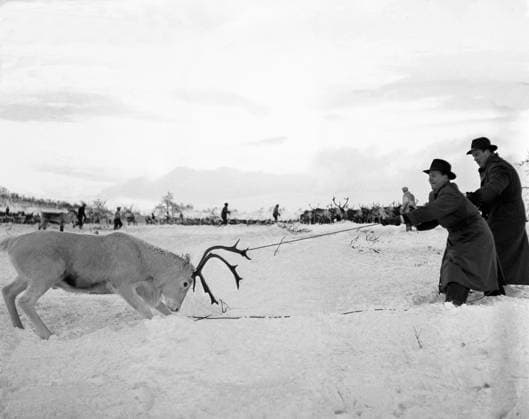 SAPMI 1946 01 01 Two men have lassoed a reindeer during the reindeer hunt Sapmi Sweden x1902x  Copyright: xTTxHISTORICALx RENSKILJNING