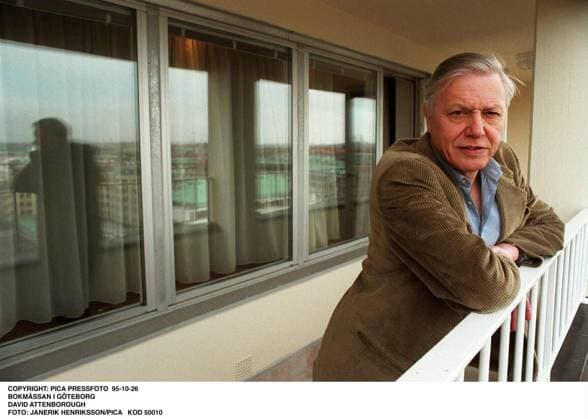 IMAGO ICONS: Sir David Attenborough Pica Pressfoto 95-10-28 Author David Attenborough appearence at the Book Fair in Gothenburg, Sweden. David Attenborough pa Bokmässan i Göteborg. Photo Janerik Henriksson code 50010. Göteborg Sverige x50010x *** Pica Pressfoto 95 10 28 Author David Attenborough appearance at the Book Fair in Gothenburg, Sweden David Attenborough pa Bokmässan i Göteborg Photo Janerik Henriksson code 50010 Göteborg Sverige x50010x  Copyright: xJanerikxHenrikssonx 50010