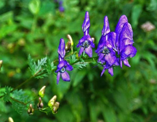 Blauer Eisenhut, Aconitum napellus, helmet flower, monkshood Blauer Eisenhut, Aconitum napellus, aconite, helmet flower, monk s blood, monk s hood, monkshood Copyright: xZoonar.com JürgenxVogtx 16023140