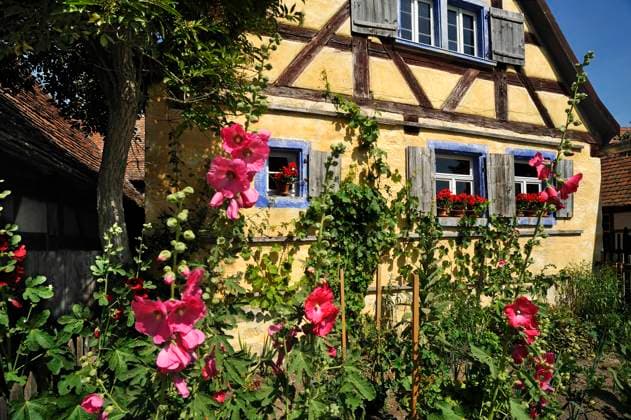 Flowering Hollyhocks Alcea Rosea before the hacker house, built 1706, Frankish outdoor museum, Bathroom Windsheim, Middle Franconia, Bavaria, Germany, Europe Copyright: imageBROKER HelmutxMeyerxzurxCapellen iblmzc08984309.jpg ,model released, Symbolfoto ,property released
