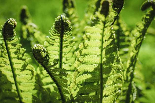 Green fern leaves in the sun, Ostrich fern leaves, Matteuccia struthiopteris plant closeup Green fern leaves in the sun, Ostrich fern leaves, Matteuccia struthiopteris plant closeup Copyright: xZoonar.com NadezhdaxSobolevax 18737251