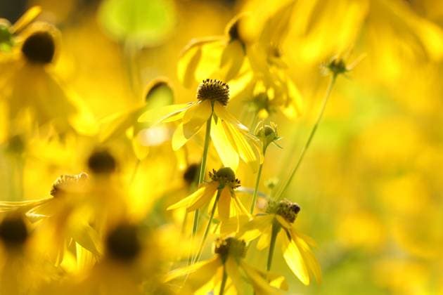 Cutleaf Coneflower Cutleaf Coneflower - Rudbeckia laciniata in the garden. Copyright: xZoonar.com PaulxAniszewskix 18846236