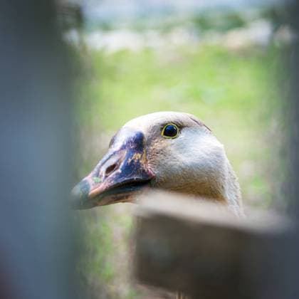 IMAGO Creative, Biodynamische Landwirtschaft Portrait of a goose looking curiously through a wooden fence Portrait of a goose looking curiously through a wooden fence Copyright: xZoonar.com EwaldxFrx 19108131
