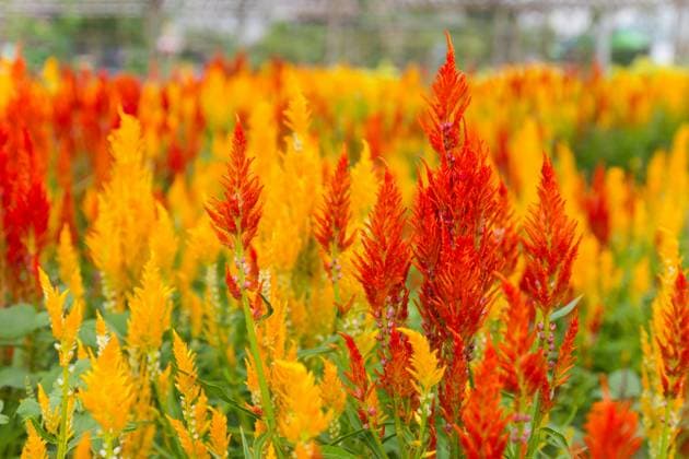 Closeup of a cockscomb flower (Celosia Cristata) in a garden Copyright: xsongsakxpanamex xDesignxPicsx , 32056599 Copyright: songsakxpanamex xDesignxPics 32056599