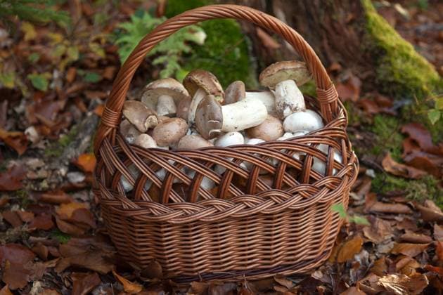 Basket filled with mushrooms in a forest Copyright: xMarkusxMainkax xDesignxPicsx , 32067723 Copyright: MarkusxMainkax xDesignxPics 32067723