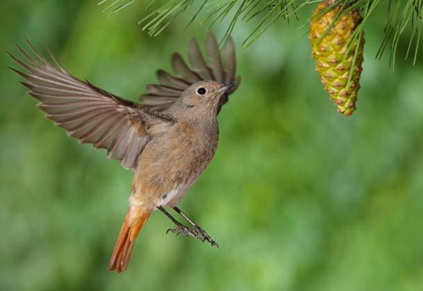 Phoenicurus ochruros redstart female flying with a green background Copyright: xAntonioxGuillemxFernándezx xDesignxPicsx , 32070223  Copyright: AntonioxGuillemxFernándezx xDesignxPics 32070223