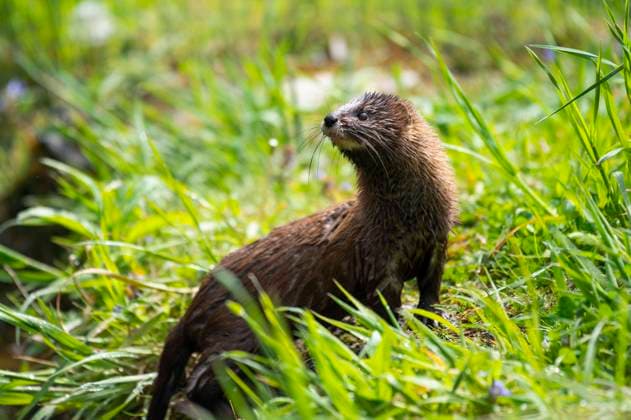  Europäischer Nerz (Mustela lutreola), captive, Deutschland, Europa *** European Mink Mustela lutreola , captive, Germany, Europe Copyright: imageBROKER/FrankxSommariva ibxfso09030194.jpg