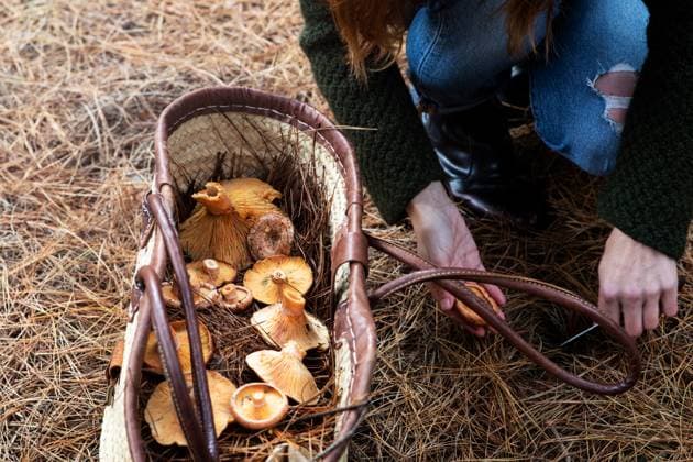 Unrecognizable person with orange saffron milk cap mushrooms in wicker basket picking mushroom while walking in forest GeorgiaGold_ID12861_391048_009 Copyright: xGeorgiaxGoldx Model Released