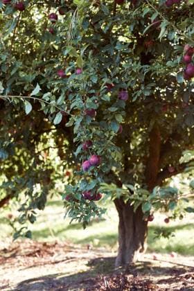 IMAGO Creative, Jahreszeit Sommer, Food, Pflaume Bright fresh ripe plums growing on green tree branches in summer garden during harvest season GeorgiaGold_ID12861_391053_014 Copyright: xGeorgiaxGoldx Model Released