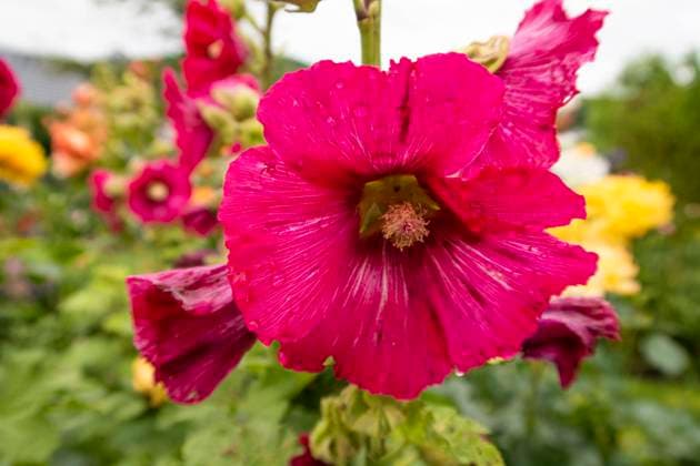 magnificent red hollyhocks with raindrops, close-up magnificent red hollyhocks with raindrops, close-up. More high-quality plant photos in my collection. Copyright: xZoonar.com AxelxJahnkex 18513669