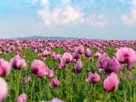 Panorama of a field of rose corn poppy Panorama of a field of rose corn poppy. High quality photo Copyright: xZoonar.com AxelxJahnkex 18524206