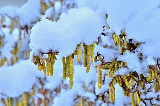 Wintereinbruch in Deutschland . Eine schwere Schneelast liegt auf den Ästen der Korkenzieherhasel. Eisenärzt Bayern Deutschland *** Winter onset in Germany A heavy snow load lies on the branches of the corkscrew hazel Eisenärzt Bavaria Germany Copyright: xRolfxPossx