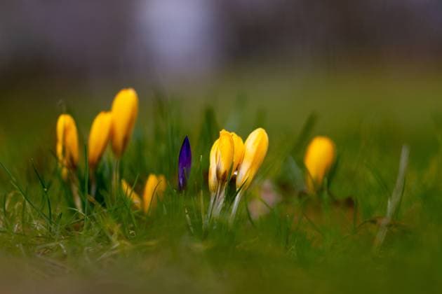 Gelbe Krokusse blühen Gelbe Krokusse blühen am 26. Februar 2023 im Treptower Park in Berlin. Berlin Treptow Köpenick Berlin Deutschland FH0A5525 *** Yellow crocuses bloom Yellow crocuses bloom on February 26, 2023 in Treptower Park in Berlin Berlin Treptow Köpenick Berlin Germany FH0A5525