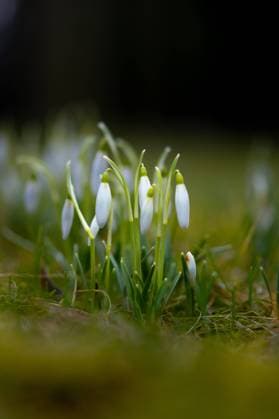 Schneeglöckchen blühen Schneeglöckchen blühen am 26. Februar 2023 im Treptower Park in Berlin. Berlin Treptow Köpenick Berlin Deutschland FH0A5565 *** Snowdrops bloom Snowdrops bloom on February 26, 2023 in Treptower Park in Berlin Berlin Treptow Köpenick Berlin Germany FH0A5565