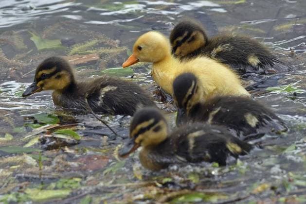 Entenküken auf Entdeckungstour am Abtskücher Teich Heiligenhaus *** NUR FÜR REDAKTIONELLE ZWECKE *** EDITORIAL USE ONLY ***<p>Für die frisch geschlüpften Stockenten-Küken gibt es am 17. Mai 2021 auf dem Abtskücher Teich in Heiligenhaus viel zu entdecken. Durch das windige und regnerische Wetter sind jede Menge Blätter und Äste an die Ufer gespült worden. Deutschland Nordrhein-Westfalen Heiligenhaus Copyright: UlrichxBangert *** Ducklings at Discovery Tour on abbot kitchen Pond Heiligenhaus *** ONLY FOR EDITORIAL PURPOSE *** EDITORIAL USE ONLY *** P for the Fresh geschlüpften Mallards Chicks gives it on 17 May 2021 at the abbot kitchen Pond in Heiligenhaus much to Discover through the Windige and rainy Weather are any Quantity Sh Copyright: UlrichxBangert doc7ftoyr1uebp1ady64gfo EDITORIAL USE ONLY