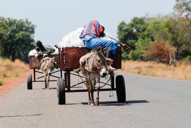 MALI, cotton farming MALI , Bougouni , farmer transport cotton from field after harvest with donkey cart *** MALI , Bougouni, Bauern transportieren Baumwolle mit Eselskarren nach der Ernte Bougouni Mali