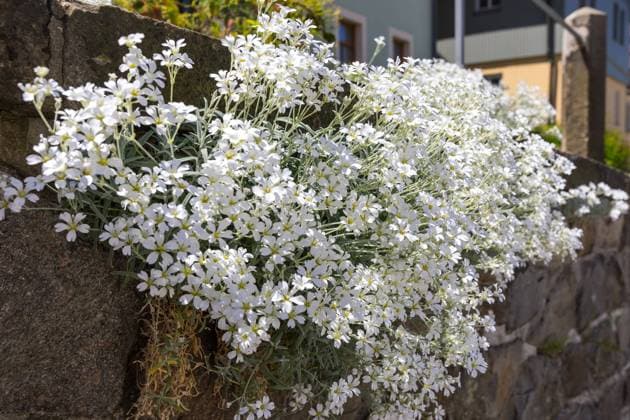 Filziges Hornkraut (Cerastium tomentosum) in Blüte an einer Mauer, Sachsen, Deutschland *** Felt hornwort Cerastium tomentosum in flower on a wall, Saxony, Germany