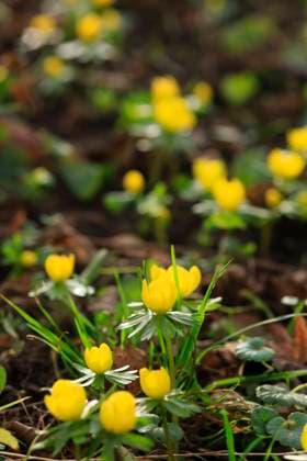Yellow blooming winter aconites (Eranthis hyemalis), JTF02291