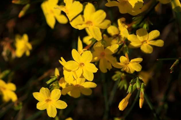 Yellow blooming winter jasmine (Jasminum nudiflorum), JTF02292