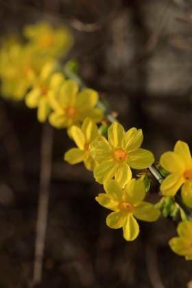 Yellow blooming winter jasmine (Jasminum nudiflorum), JTF02294