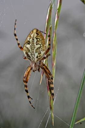 Eichblatt-Radspinne, Eichblattradspinne, Eichenblatt-Radspinne, Eichenblattradspinne, Eichenblatt-Radnetzspinne, Eichenblattradnetzspinne (Araneus ceropegius, Aculepeira ceropegia), Weibchen im Spinnennetz, Aufsicht, Deutschland oakleaf orbweaver (Araneus ceropegius, Aculepeira ceropegia), female in the spider web, dorsal view, Germany BLWS681828 *** Eichblatt Radspinne, Eichblattradspinne, Oak leaf Radspinne, Eichenblattradspinne, Oak leaf Radnetzspinne, Eichenblattradnetzspinne araneus ceropegius, Aculepeira ceropegia , Female at Spinnennetz, Aufsicht, Germany Oakleaf orbweaver araneus ceropegius, Aculepeira ceropegia , Female in The Spider web, dorsal view, Germany BLWS681828 Copyright: xblickwinkel H.xBellmann F.xHeckerx