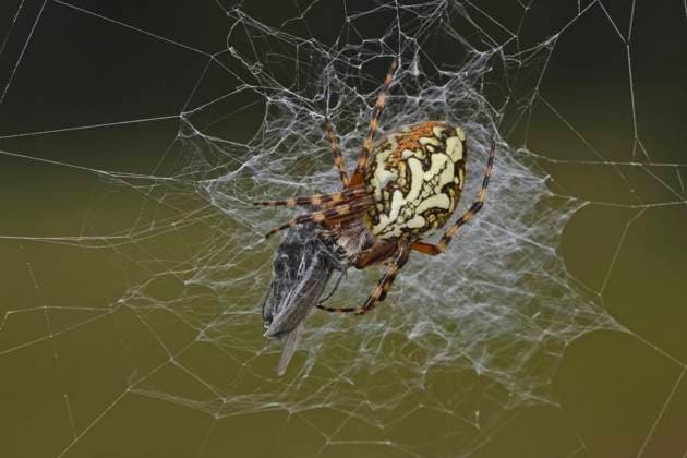 Eichblatt-Radspinne, Eichblattradspinne, Eichenblatt-Radspinne, Eichenblattradspinne, Eichenblatt-Radnetzspinne, Eichenblattradnetzspinne (Araneus ceropegius, Aculepeira ceropegia), Weibchen im Spinnennetz, Aufsicht, Deutschland oakleaf orbweaver (Araneus ceropegius, Aculepeira ceropegia), female in the spider web, dorsal view, Germany BLWS681831 *** Eichblatt Radspinne, Eichblattradspinne, Oak leaf Radspinne, Eichenblattradspinne, Oak leaf Radnetzspinne, Eichenblattradnetzspinne araneus ceropegius, Aculepeira ceropegia , Female at Spinnennetz, Aufsicht, Germany Oakleaf orbweaver araneus ceropegius, Aculepeira ceropegia , Female in The Spider web, dorsal view, Germany BLWS681831 Copyright: xblickwinkel H.xBellmann F.xHeckerx