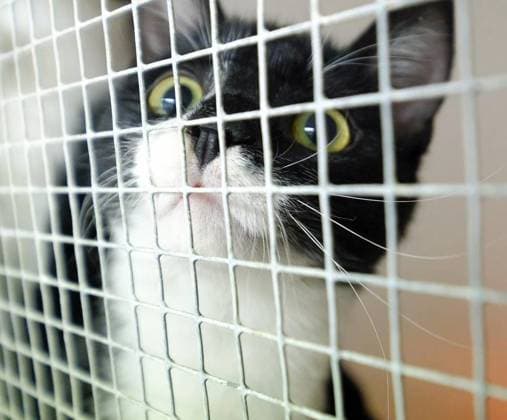 Tierschutzverein Tiere in Not *** NUR FÜR REDAKTIONELLE ZWECKE *** EDITORIAL USE ONLY ***<p>Junge KAtzen schauen neugierig durch das Gitter des Zwingers am Freitag, 04. Februar 2022 in Bochum. Sie befnden sich in Obhut des Vereins Tiere in Not. Deutschland NRW Bochum Copyright: DietmarxWäsche *** Animal Welfare Association Animals in Not *** ONLY FOR EDITORIAL PURPOSE *** EDITORIAL USE ONLY *** P Boy Cats Looking curious through the Grid of Kennels on Freitag, 04 February 2022 in Bochum you befnden itself in Custody of Association Animals in Not Germany NRW Bochum Copyright DietmarxWäsche Copyright: DietmarxWäsche doc7jkr8t5fa5h8ngt9199 EDITORIAL USE ONLY