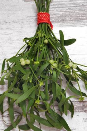 Laubholz-Mistel, Laubholzmistel (Viscum album subsp. album, Viscum album), Mistelzweig zu Weihnachten mistletoe (Viscum album subsp. album, Viscum album), brunch of misteltoe twigs with berries BLWS682013 *** Hardwood Mistletoe, Laubholzmistel Viscum Album subsp album, Viscum Album , Mistletoe to Christmas mistletoe Viscum Album subsp album, Viscum Album , Brunch of mistletoe twigs With Berries BLWS682013 Copyright: xblickwinkel R.xRebmannx