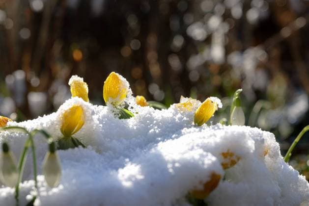 Frühlingsbeginn; die ersten Winterlinge strecken ihre Blüten durch den Schnee; meteorologischer Frühlingsbeginn, Schnee und erste Blüten; *** Beginning of spring the first winter roses stretch their flowers through the snow meteorological beginning of spring, snow and first flowers