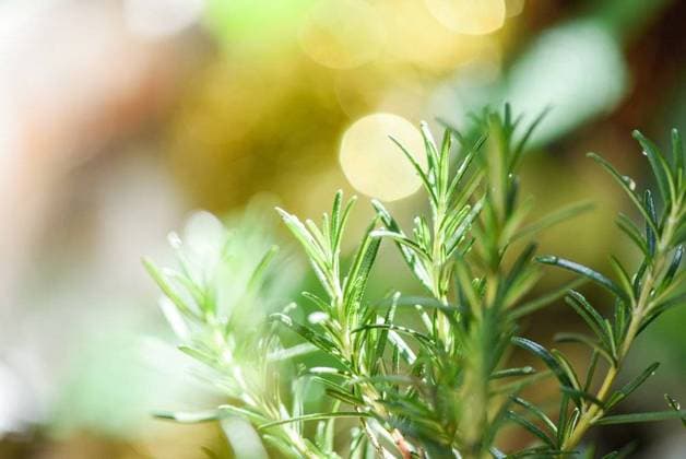 RECORD DATE NOT STATED Organic rosemary plant growing in the garden for extracts essential oil Fresh rosemary herbs nature green background , selective focus; organisch Rosmarin Pflanze wachsend ÊIn der Garten für Extrakte unerlässlich Öl Frisch Rosmarin Kraeuter Natur Grün Hintergrund , selektive Fokus IST_23395_05479