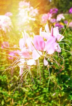 RECORD DATE NOT STATED Beautiful spider flower pink white blossom in the flower field spring colorful garden - Cleome hassleriana; Schönes Spinne Blume Rosa weiß erblühen ÊIn der Blume Feld Fruehling farbenfroh Garten Cleome hassleriana IST_23395_07321