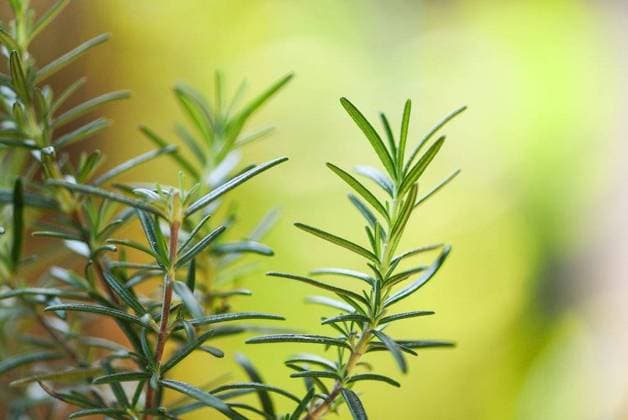 RECORD DATE NOT STATED Organic rosemary plant growing in the garden for extracts essential oil Fresh rosemary herbs nature green background , selective focus; organisch Rosmarin Pflanze wachsend ÊIn der Garten für Extrakte unerlässlich Öl Frisch Rosmarin Kraeuter Natur Grün Hintergrund , selektive Fokus IST_23395_09092