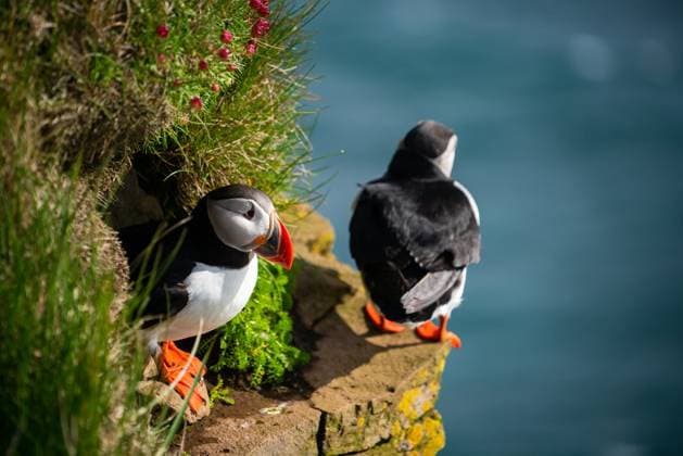 RECORD DATE NOT STATED Atlantic puffin also know as common puffin is a species of seabird in the auk family. Iceland, Norway, Faroe Islands, Newfoundland and Labrador in Canada are known to be large colony of this puffin.