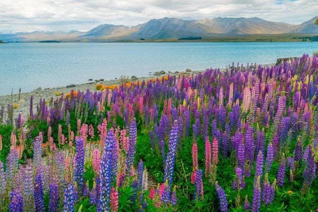 RECORD DATE NOT STATED Landscape at Lake Tekapo and Lupin Field in New Zealand. Summer tourism in New Zealand. Lake tekapo landmark. New Zealand landscape.; Landschaft im See Tekapo und Lupin Feld ÊIn Neuen Seeland Sommer Tourismus ÊIn Neuen Seeland See tekapo Wahrzeichen Neuen Seeland Landschaft IST_24519_40686