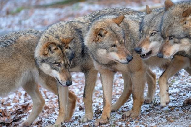 European gray wolf in action wolf