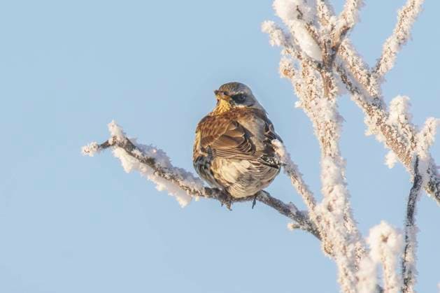 Fieldfare sits on snowy branches in cold winter time Halle (Saale) Saxony Anhalt Germany _DSC6705