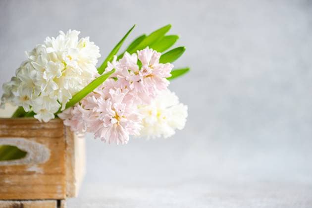 Wooden box with hyacinth flowers on gray background AnnaBogush_ID12998_395373_013 Copyright: xAnnaxBogushx Model Released