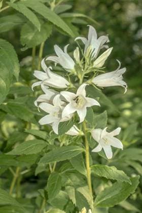 Waldglockenblume Campanula latifolia Waldglockenblume Campanula latifolia Copyright: xZoonar.com Falkex 19629932