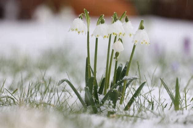 Winter im Siegerland. Der Winter gibt nochmal alles. Seit dem fruehen Morgen kommt es wie hier in Siegen-Oberschelden immer wieder zu Schneefaellen (Schneefällen). Maerzenbecher (Märzenbecher) in einem in einem Garten sind mit Schnee bedeckt. Winter im Siegerland am 06.03.2023 in Siegen Deutschland. *** Winter in the Siegerland The winter gives again everything Since the early morning it comes like here in Siegen Oberschelden again and again to snowfalls Maerzenbecher Märzenbecher in one in a garden are covered with snow Winter in the Siegerland on 06 03 2023 in Siegen Germany